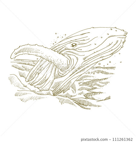Line drawing illustration of a whale breaching (jumping) 111261362