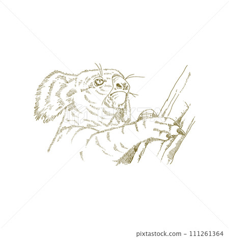 無尾熊線描插圖 111261364