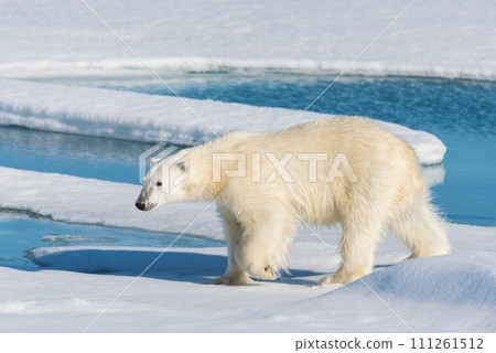 Polar bear on the pack ice Polar bear on the pack ice 111261512