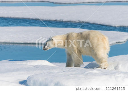 Polar bear on the pack ice Polar bear on the pack ice 111261515