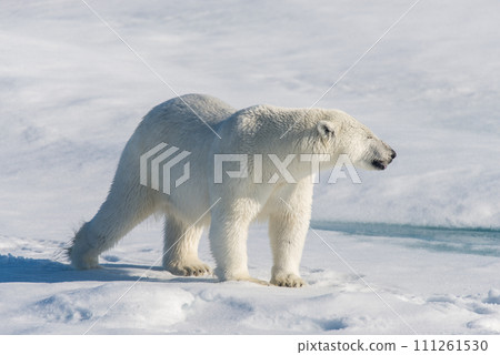 Polar bear on the pack ice Polar bear on the pack ice 111261530