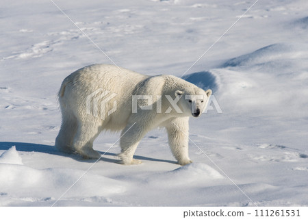 Polar bear on the pack ice 111261531