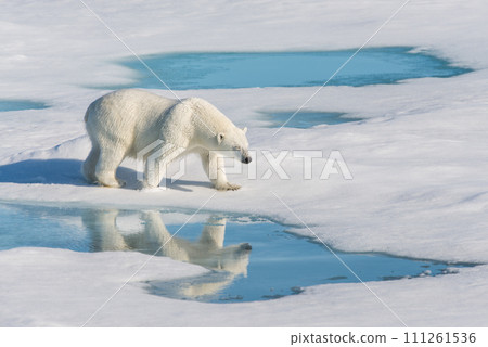 Polar bear on the pack ice 111261536