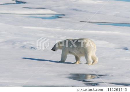 Polar bear on the pack ice Polar bear on the pack ice 111261543