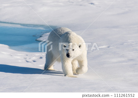 Polar bear on the pack ice 111261552