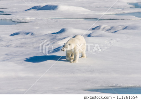Polar bear on the pack ice Polar bear on the pack ice 111261554