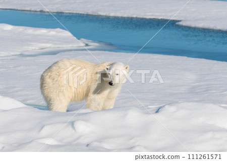 Polar bear on the pack ice 111261571