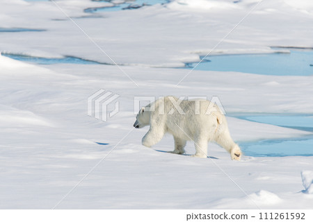Polar bear on the pack ice Polar bear on the pack ice 111261592