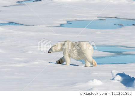 Polar bear on the pack ice 111261593