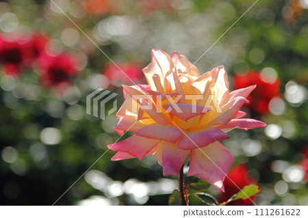 荒尾市少女公民花壇玫瑰花， 111261622