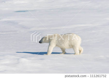 Polar bear on the pack ice 111261732