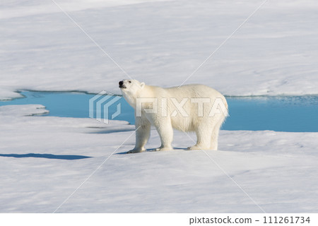 Polar bear on the pack ice Polar bear on the pack ice 111261734