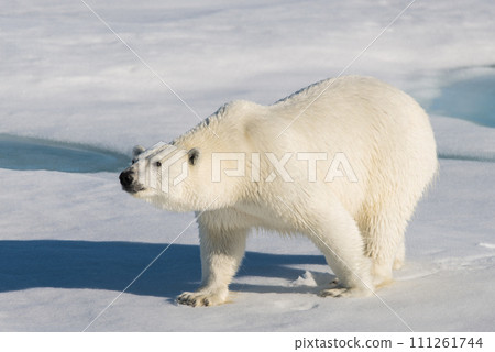 Polar bear on the pack ice Polar bear on the pack ice 111261744