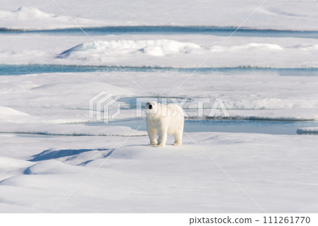 Polar bear on the pack ice Polar bear on the pack ice 111261770