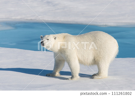 Polar bear on the pack ice Polar bear on the pack ice 111261802