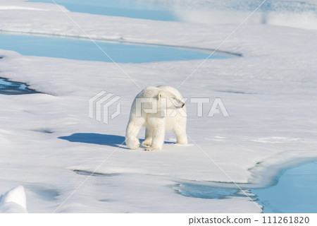 Polar bear on the pack ice Polar bear on the pack ice 111261820