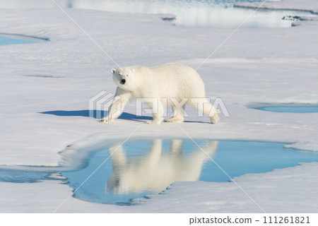 Polar bear on the pack ice 111261821