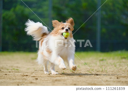 Papillon 111261839