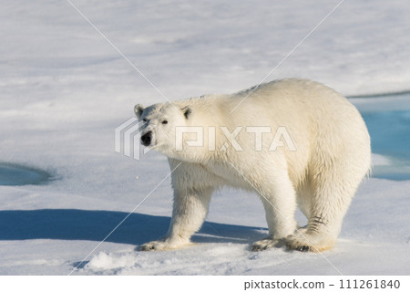 Polar bear on the pack ice 111261840