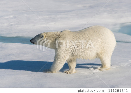 Polar bear on the pack ice 111261841
