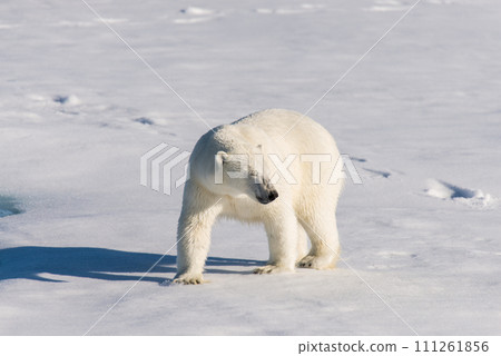 Polar bear on the pack ice Polar bear on the pack ice 111261856