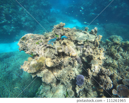 Great Barrier Reef coral reefs and fish Great Barrier Reef coral reefs and fish 111261965