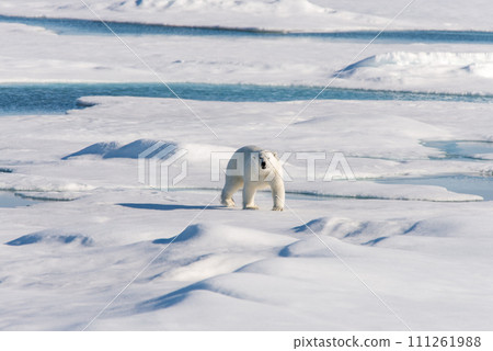 Polar bear on the pack ice Polar bear on the pack ice 111261988