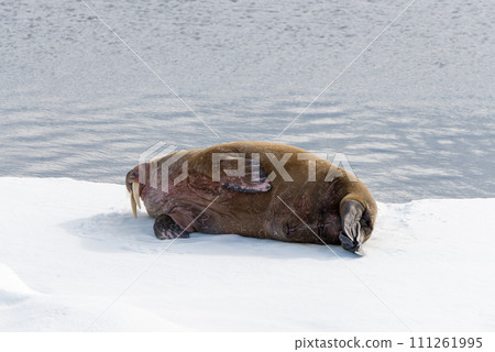 Walrus on ice Walrus on ice 111261995