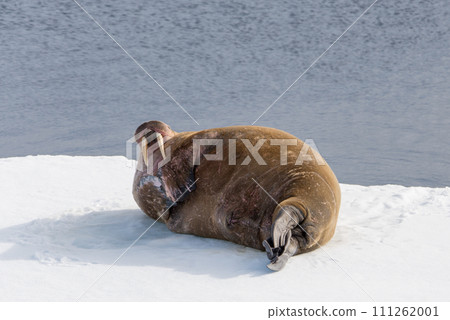 Walrus on ice Walrus on ice 111262001