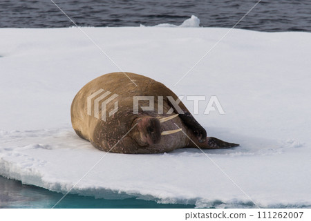 Walrus on ice Walrus on ice 111262007