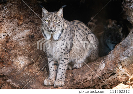 Majestic Iberian Lynx Observing From Inside Hollow Tree 111262212