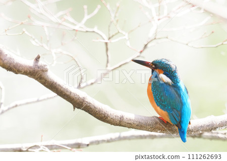 翠鳥(男) 翠鳥(男) 111262693