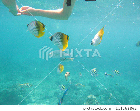 [Guam] Spiny butterflyfish approaches snorkelers 111262862