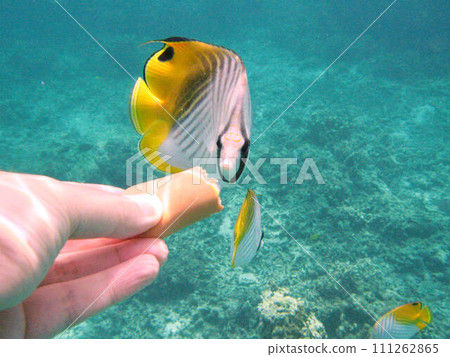 [Guam] Wild spiny butterfly fish that bites the bait 111262865