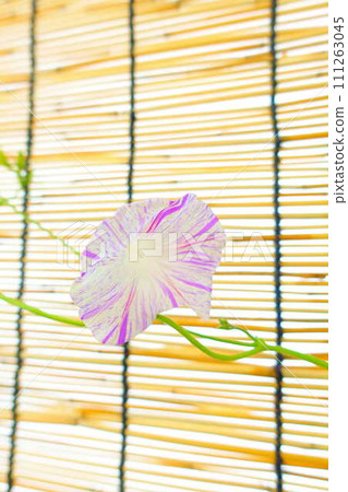 Morning glory morning glory morning glory Morning glory morning glory morning glory 111263045