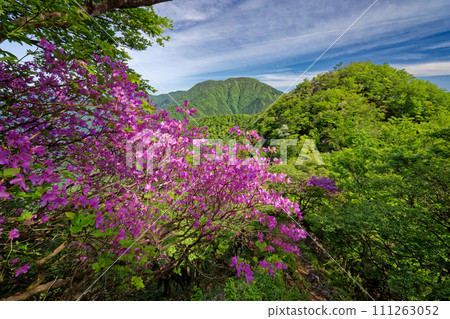 杜鵑花盛開的丹澤和從飛童丸山脊線看到的大室山 杜鵑花盛開的丹澤和從飛童丸山脊線看到的大室山 111263052