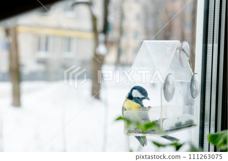 titmouse has seeds in a transparent feeder, in winter,side view. Bird care in winter titmouse has seeds in a transparent feeder, in winter,side view. Bird care in winter 111263075