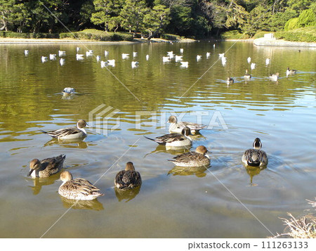 Northern Pintail and Black-headed Gull at Inage Seaside Park Beach Pond Northern Pintail and Black-headed Gull at Inage Seaside Park Beach Pond 111263133