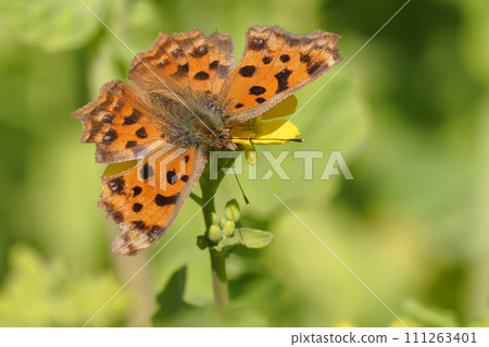 Comma while sucking rape blossoms Comma while sucking rape blossoms 111263401