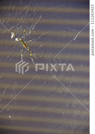 Jiro Spider Jiro Spider 111263425
