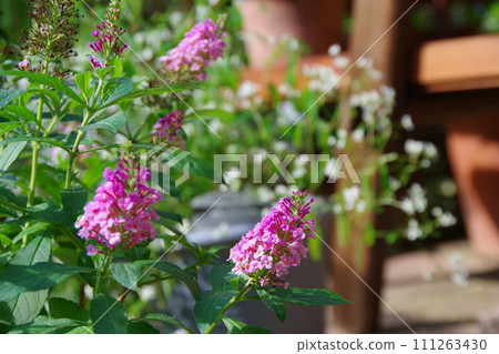 dwarf buddleia dwarf buddleia 111263430