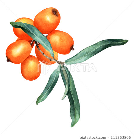 Sea buckthorn branch with orange ripe berries. Hand drawn botanical watercolor illustration isolated on white background. For clip art cards menu label package Sea buckthorn branch with orange ripe berries. Hand drawn botanical watercolor illustration isolated on white background. For clip art cards menu label package 111263806