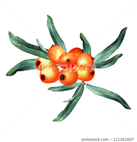 Composition of sea buckthorn orange berries and leaves. Hand drawn botanical watercolor illustration isolated on white background. For clip art cards menu label package 111263807