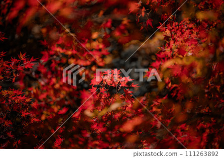 Bright red autumn leaves floating on a dark background Bright red autumn leaves floating on a dark background 111263892