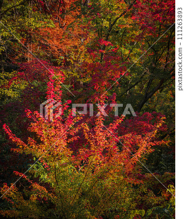 Autumnal leaves 111263893