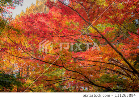 紅葉、紅楓、秋天、紅葉風景(神奈川縣川崎市生田綠地) 紅葉、紅楓、秋天、紅葉風景(神奈川縣川崎市生田綠地) 111263894