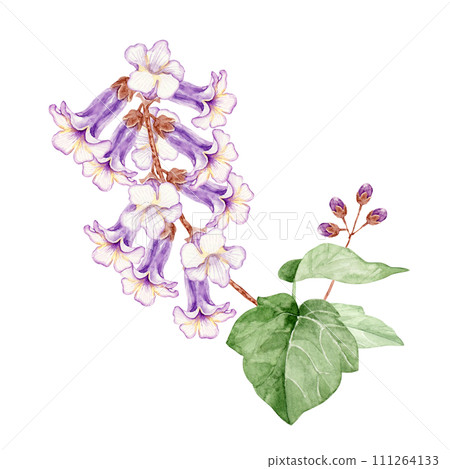 泡桐花圖水彩插圖 111264133