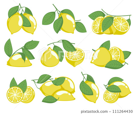 Lemon tree and flower. Cartoon sketch of lemon branches with fruits and leaves for print design, organic natural product. Vector isolated set 111264430