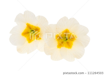 primrose isolated 111264503
