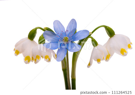 Hepatica Nobilis isolated Hepatica Nobilis isolated 111264525